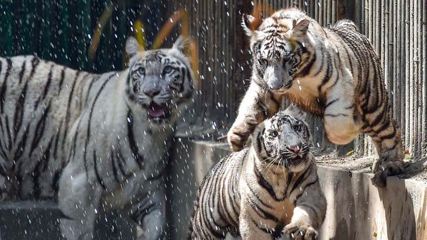 Now you can spot two white tigers in Delhi zoo: Watch