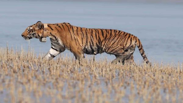 How are tigers counted in India?