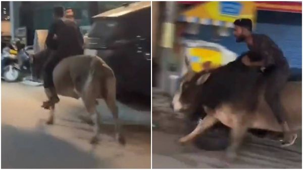 Drunk man rides bull in Rishikesh in viral video