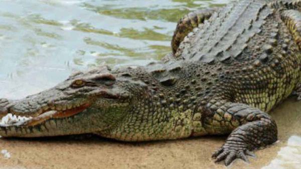 Elderly Man Killed By Crocodiles After Falling Into Their Enclosure