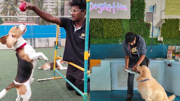 Rapid humanization and adoption of Pets needs enrichment-based dog wellness & recreation centers