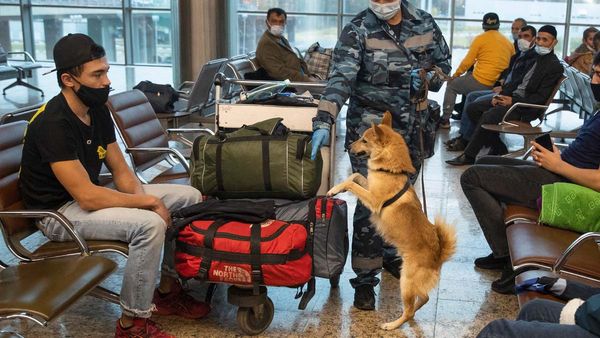 How Dogs Can Help Us Detect COVID-19 And Other Diseases?