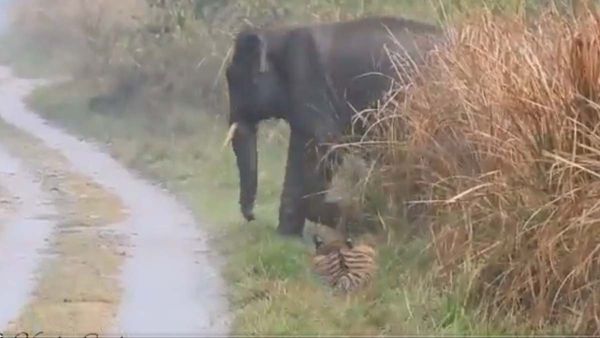 How a tiger gives way to elephant herd: Watch this amazing video