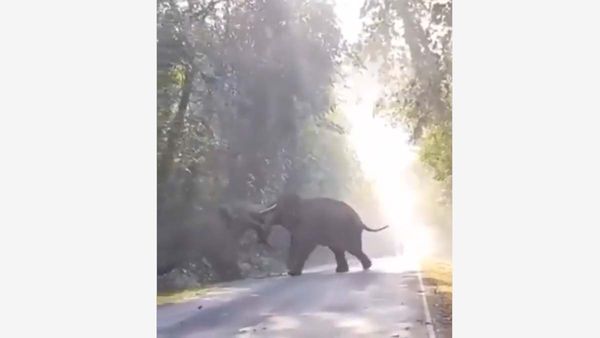 When The Titans Clash, The Forest Shivers: Video Shows Fierce Fight Between Elephants