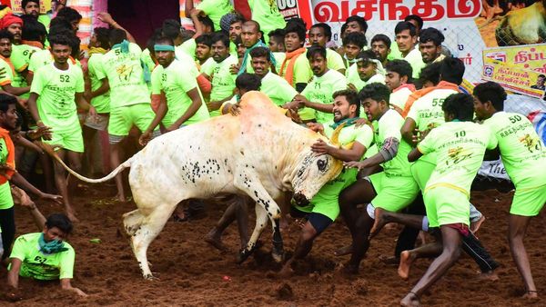 Supreme Court Refuses To Ban 'Jallikattu'