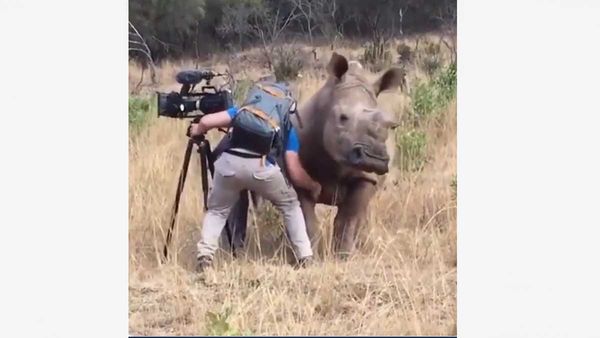 A Video of Rhino Getting a Belly Rub From Cameraman Goes Viral