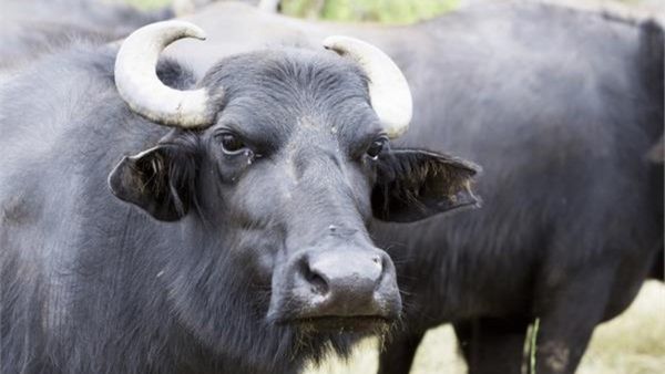 For Running Over Buffalo 29 Years Ago, 83-Year-Old Man Gets Arrest Warrant