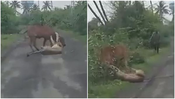 See How A Man Scares Away Lion To Save His Cow