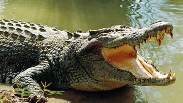 MP Horror: Woman, Lover Killed; Bodies Dumped Into Crocodile-Infested River