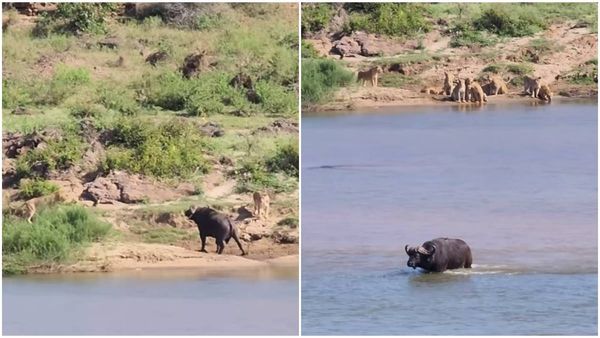 Watch: How A Lone Buffalo Survives An Attack From Lion Pride