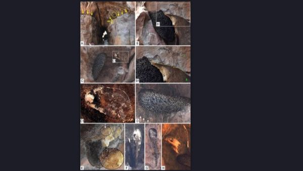 Indian Scientists Debunk US Researchers' Claim On Bhimbetka Fossil