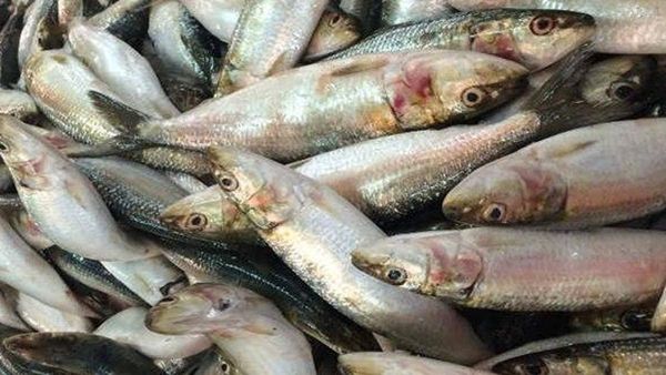 India’s Seafood Exports Touch All-Time High This Fiscal