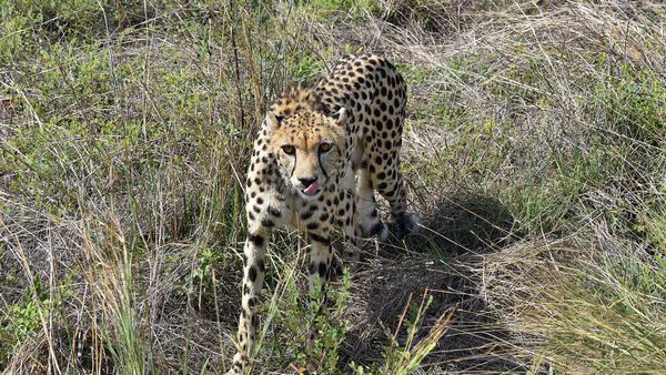 Will Cheetahs Be Relocated From Kuno To Other Sites?