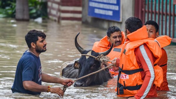 Around 2,000 People, 700 Cattles Moved To Safety As Yamuna Floods Low-Lying Plains In Noida