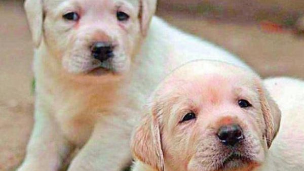 Andhra Pradesh Police Rescue Stranded Puppies, Unites With Their Mother Amid Floods