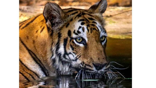 International Tiger Day: Forest Minister Declares Tiger Population Doubled In Andhra Pradesh