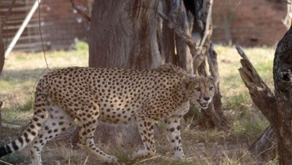 Missing Cheetah From MP's Sheopur District Found After 22 Days
