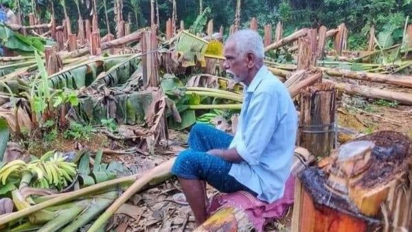 Kerala: KSEB Chops Off 400 Banana Trees Before Harvest, Farmer Loses Rs 4 Lakh