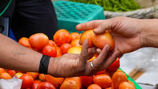 Tomato Prices Skyrocket As Supply Tightens: Mother Dairy Stores Sell At Rs 259/kg