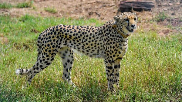 Two Male Cheetahs Shifted To Soft Release Enclosure In Kuno National Park