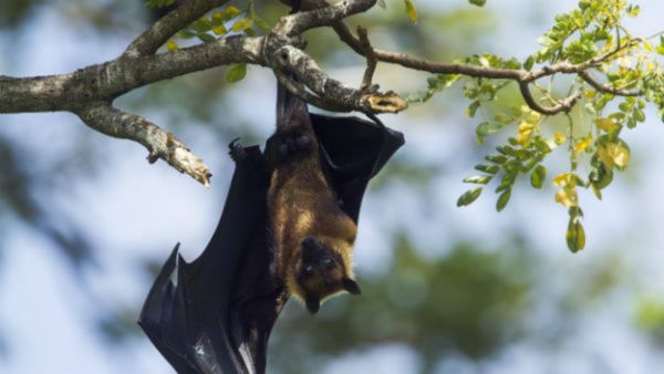 Nipah Outbreak: New Clues Emerge As Bats Spotted At Farmland Linked To Index Case