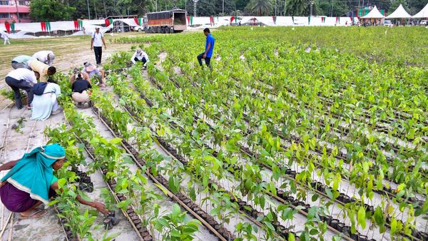 PM Modi Praises Assam's Ambitious Planting Initiative, Hails Environmental Benefits