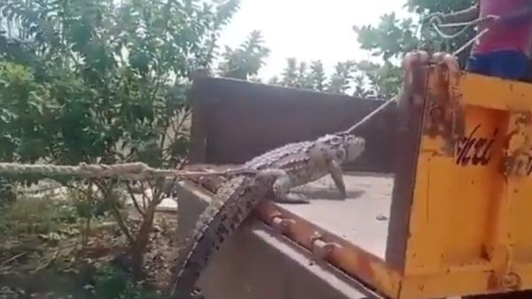Farmers Take Crocodile To Electricity Office In Karnataka To Protest Power Outage