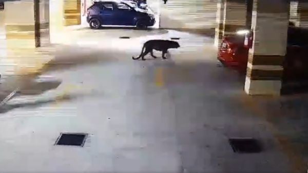 Bengaluru: How Forest Dept Trying To Capture The Leopard?