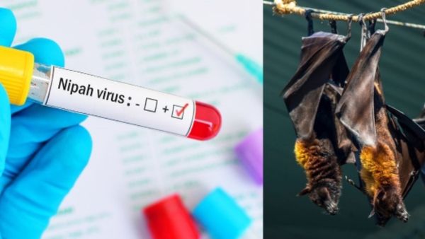 Nipah Virus Found In Bats In Wayanad: Health Minister Urges People To Be Vigilant
