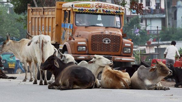 As Stray Cow Menace Grows UP Govt Announces Cow Census