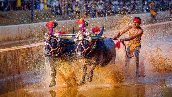 Bengaluru Braces For Thrill-Filled Kambala Buffalo Race: 160 Pairs To Compete, Free Entry For All