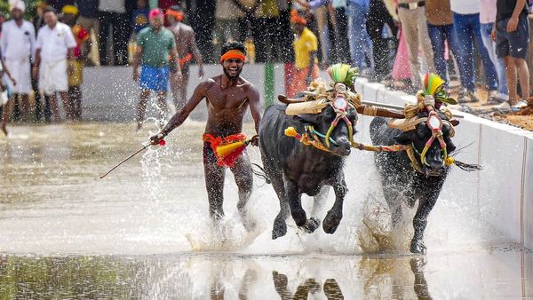 Bengaluru Kambala: Traffic Restrictions, Airport Advisory Issued For This Weekend