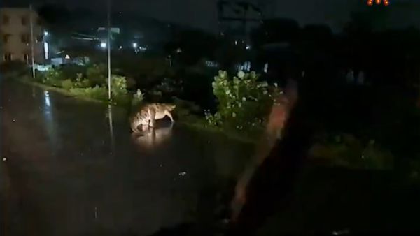 Chennai Rains: Crocodile Spotted Crossing The Road In Perungalathur [Watch Viral Video]