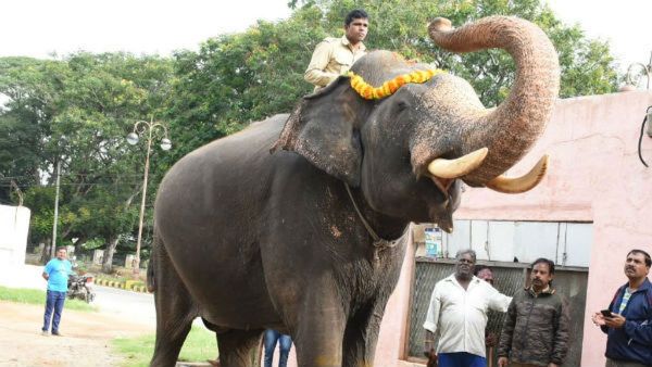 Mysuru Dasara's Beloved Arjuna Dies In Wild Tusker Capture Operation In Hassan