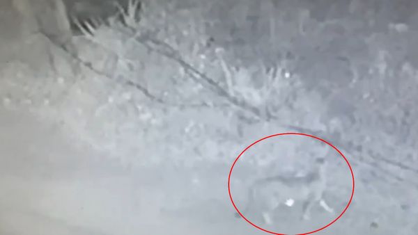 Another Leopard Spotted Off Sarjapur Road In Bengaluru, Forest Officials On Alert