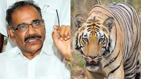 Wayanad: Kerala Forest Dept Initiates Steps To Shoot And Kill Man-Eating Tiger