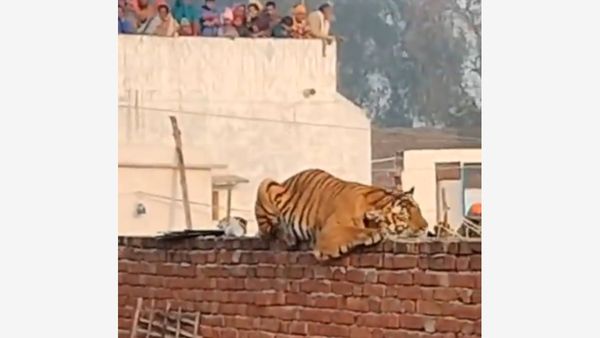 Tiger On The Loose! Tense Moments In UP's Pilibhit Village As Big Cat Rests Atop Gurudwara Wall