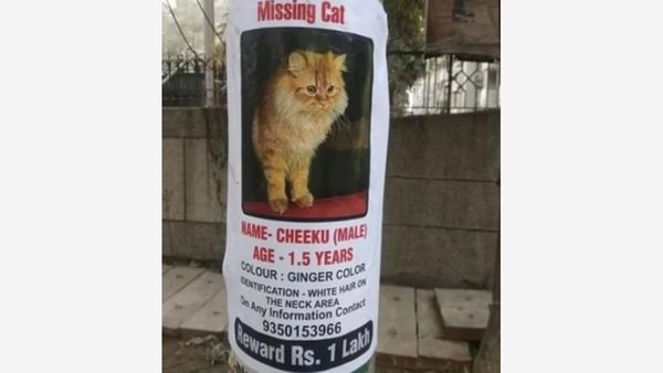 Have You Seen Cheeku? Family Offers Rs 1 Lakh Reward For Missing Cat