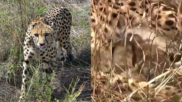 Three Cubs Born To Namibian Cheetah At Kuno National Park