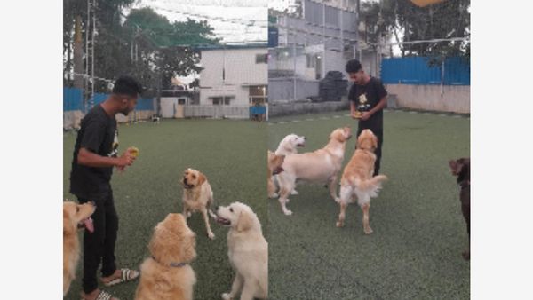 Canine Enrichment: A Comprehensive Guide to Mental and Physical Stimulating Toys for Dogs