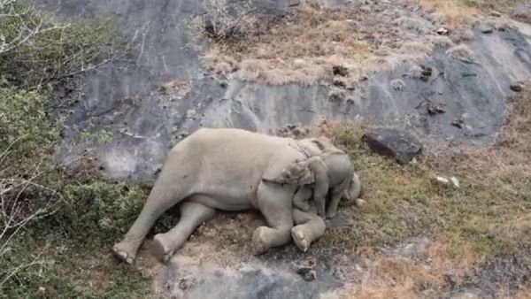 The Video Of Elephant Calf’s Nap With Mother Is Winning Hearts