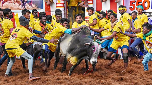 Two Including Minor Killed During Jallikattu Event In Tamil Nadu's Sivaganga District