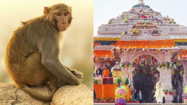 Monkey Enters Ayodhya Ram Mandir Garbha Griha, Video Goes Viral