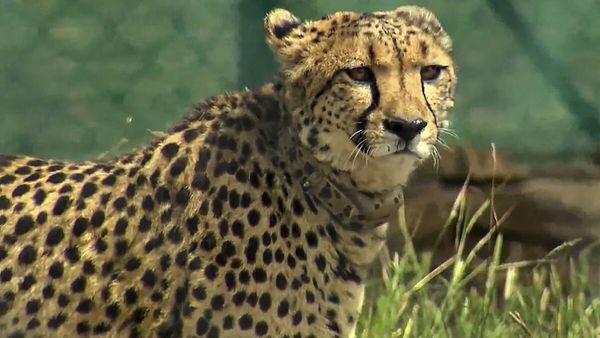 10th Cheetah Dies At Kuno National Park In A Year