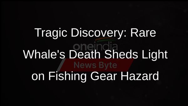 Rare Whale Found Dead Off Massachusetts, Raising Concerns Over Fishing Gear Threat