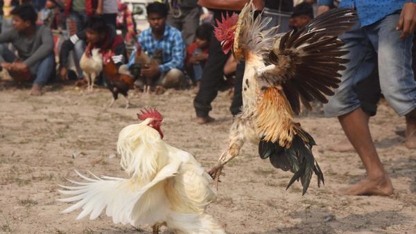 Why Breeders Are Giving Viagra To Their Fighter Cocks In Andhra?