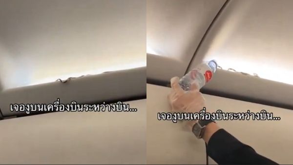 Bangkok Snake Viral Video: Live Snake Found In AirAsia Flight