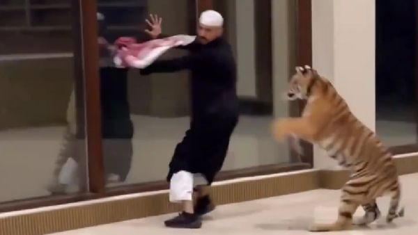 Viral Video Shows Pet Tiger Chasing Man In Lavish Dubai Home
