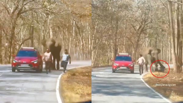 Bandipur Wild Elephant Attack: 2 Escapes From Jaws Of Death - Caught On Cam