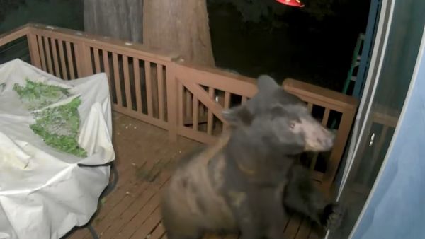 Viral Video Shows A Huge Bear Trying To Break Into US Woman's Home